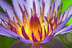 Placeholder  Image