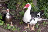 CRW_2453