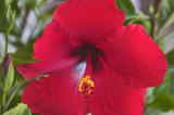 CRW_2533