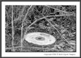 CRW_8206