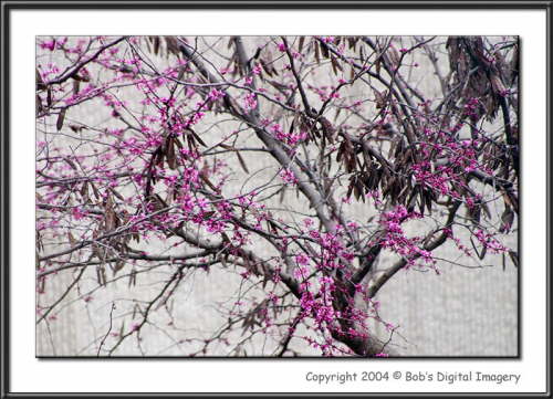 CRW_8231