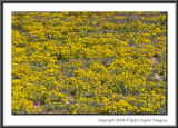 CRW_8417
