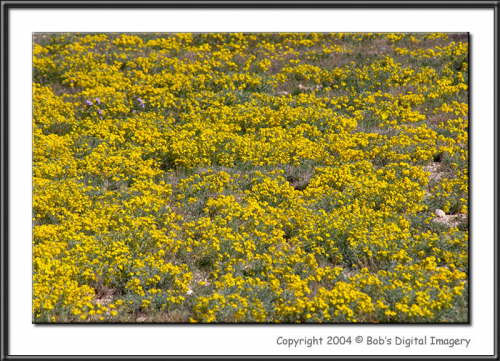 CRW_8417