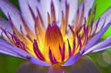 Lily of Light